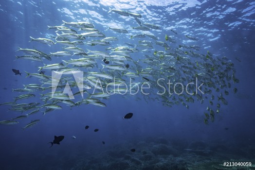 Picture of School of fish at coral reef Bunaken Sulawesi Indonesia